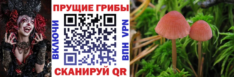 Галлюциногенные грибы Cubensis  где продают наркотики  omg рабочий сайт  Никольск 